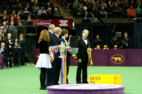 2013 WESTMINSTER KENNEL CLUB NY EVENTS & DOG SHOWS - BUY NOW