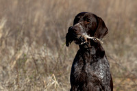 GERMAN SHORTHAIRED POINTER COLLECTION