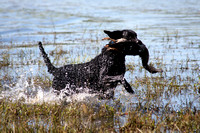 CURLY COATED RETRIEVER COLLECTION